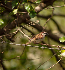 Fototapeta premium Sparrow perched on twig