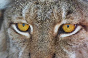 Cercles muraux Lynx Boreal lynx first course of the gaze of the lynx in the middle of nature