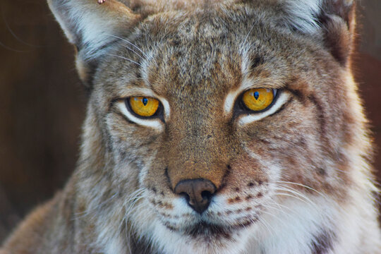 Boreal lynx portrait waiting for its prey.