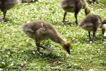Pink footed gosling