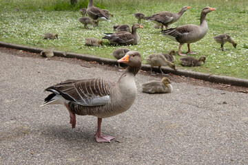 Pink footed geese and young