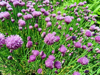 pink flowers in the garden