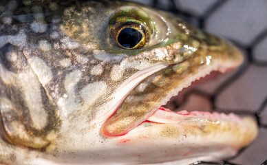 Close-up of the face of a Lake Trout (Salvelinus namaycush) caught in Lake Michigan.