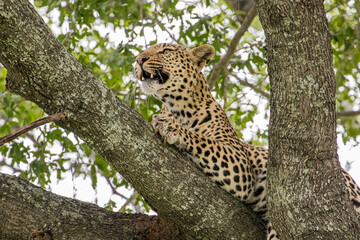 A male Leopard licking his lips high in the branches of a large tree in Moremi Game Reserve, Botswana