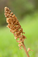 Brown blooms of bird's-nest orchid, Neottia nidus-avis blooming in Estonian nature	