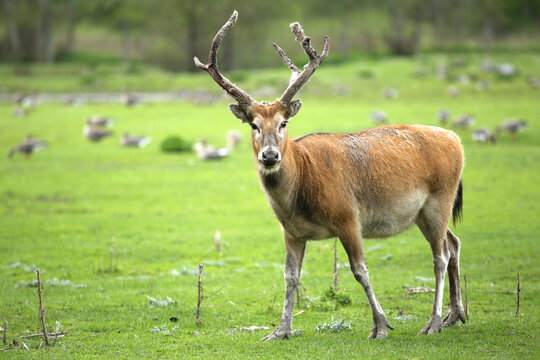 A herbivore, male milu, Elaphurus davidianus also known as elaphure in zoo in Tallinn, Estonia 