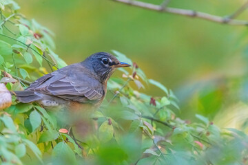 Close-up of an American Robin (Turdus migratorius) perched in a Burning Bush (Euonymus alatus).