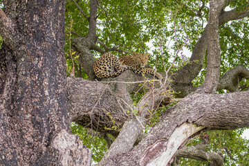 Obraz premium A male Leopard resting high in the branches of a large tree in Moremi Game Reserve, Botswana