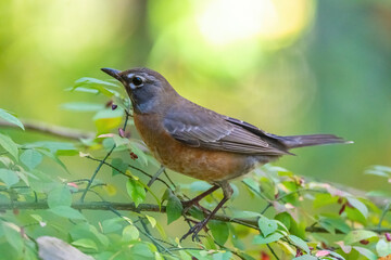 Close-up of an American Robin (Turdus migratorius) perched in a Burning Bush (Euonymus alatus).