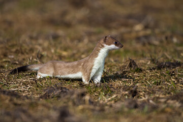 Hermelin (Mustela erminea)