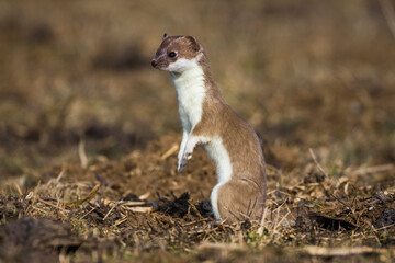 Hermelin (Mustela erminea)