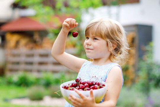 Little preschool girl picking and eating ripe cherries from tree in garden. Happy toddler child holding fresh fruits. Healthy organic berry cherry fruit, summer harvest season.