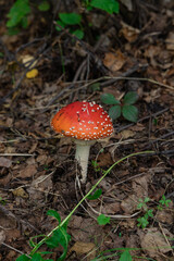 fly agaric mushroom