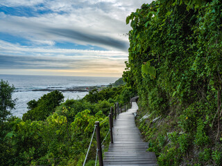 Wooden pathway in the Tsitsikamma forest in the Garden Route South Africa