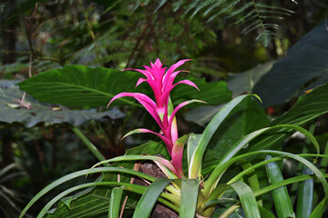 Wild flowers, bird park, argentina