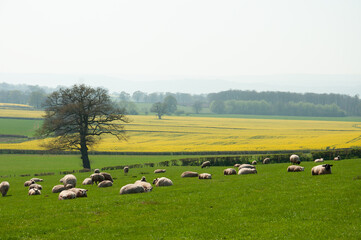 Obraz premium sheep in the field