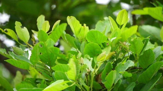 Erythrina fusca (Also called purple coraltree, gallito, bois immortelle, bucayo) flower. Used as a traditional medicine for itching by boiling the leaves
