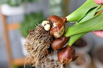Large tulip flower bulbs with small offset bulbs used for plant propagation