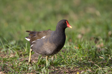 Teichhuhn (Gallinula chloropus)