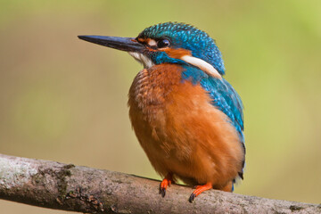 Eisvogel (Alcedo atthis) Männchen