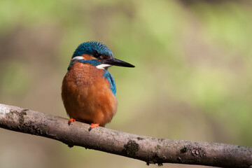 Eisvogel (Alcedo atthis) Männchen