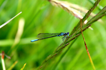 blue dragonfly on a green leaf