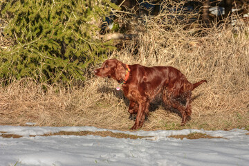 Resplendent Irish Setter hunting wild birds on the snowy edge of a forest.