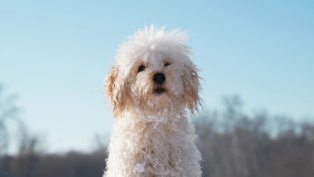 white dog male poodle barks at the boss and asks for a ball to play in the snow outside