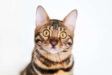 Fototapeta premium Close-up cute bengal cat looks away to copy space