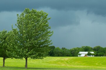 tree in the field