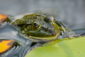 Frosch schaut aus dem Wasser