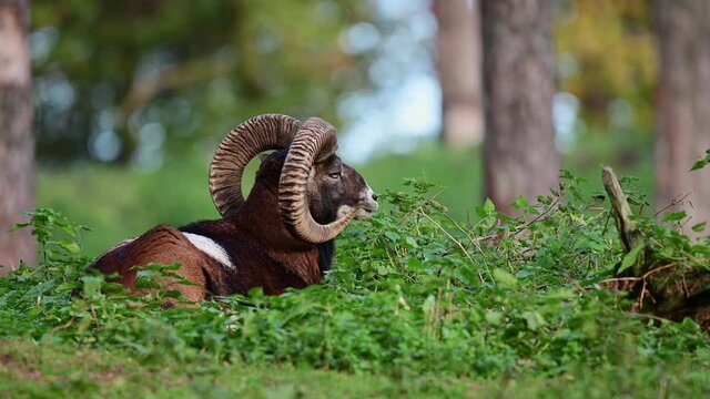 Mouflon widder lies in the forest during the rutting season and rests, autumn, north rhine westphalia, germany, (ovies aries musimon)