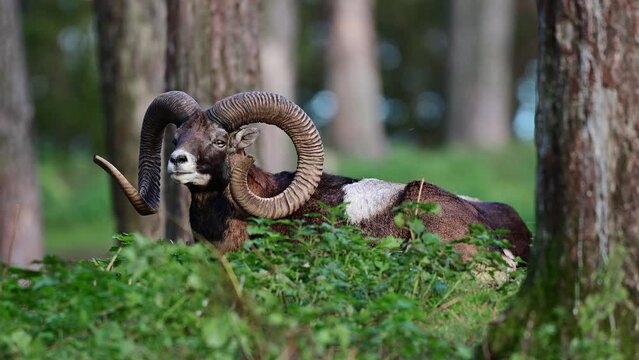 Mouflon widder lies in the forest during the rutting season and rests, autumn, north rhine westphalia, germany, (ovies aries musimon)