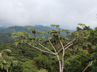 Guarumo tree (Cecropia angustifolia / Urticaceae) at Santa Elena Cloud Forest Reserve, Costa Rica.