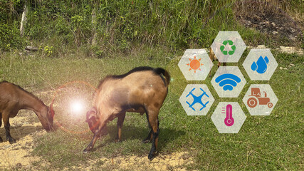 Smart agritech livestock farming concept. Modern dairy farm