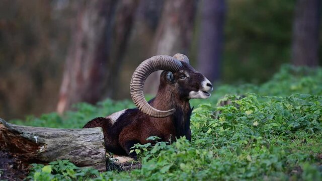 Mouflon widder lies in the forest during the rutting season and rests, autumn, north rhine westphalia, germany, (ovies aries musimon)