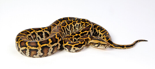 Burmese python // Dunkler Tigerpython (Python bivittatus) 