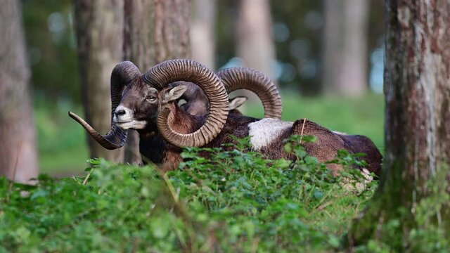 Two mouflon widder lies in the forest during the rutting season and rests, autumn, north rhine westphalia, germany, (ovies aries musimon)