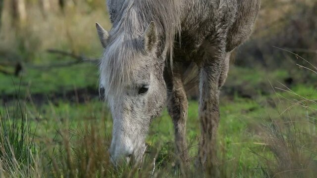 Petit Cheval camargue nature