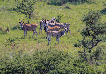 Fototapeta na wymiar African Eland antelopes graze in landscape of grassy savannah.