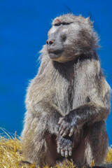 Dominant male baboon with split eyebrow sits against background of turquoise seawater.