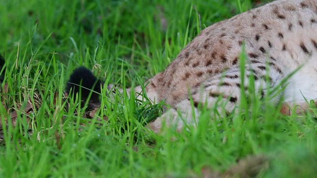 European lynx his stubby tail moving excitedly in grass, detail, close up, germany, europe, (lynx lynx)
