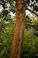 Fototapeta premium Exotic flora. Closeup view of Luma apiculata, also known as Arrayan, colorful red tree trunk growing in the forest.