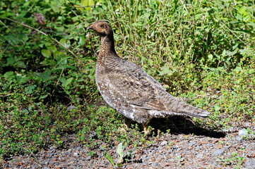 Sage Grouse, Mt. Walker, Quilcene, Washington