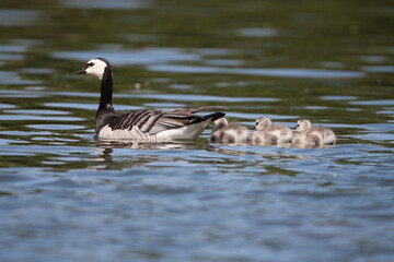 Weißwangengans (Branta leucopsis)  mit Küken