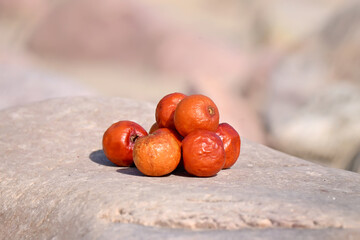 closeup the bunch ripe red orange wild berry on the stone over out of focus grey brown background.