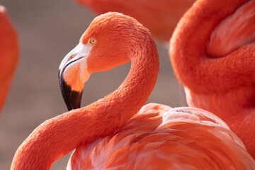 pink flamingo gets a close up side profile on a sunny day