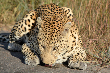 leopard licking a scent