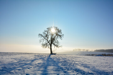 Winter landscape  -  Sunrise behind a tree with lots of snow in winter