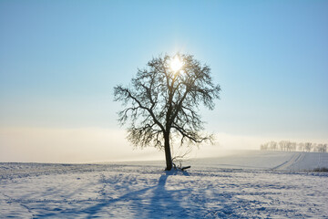 Nature in Winter  -   Sunrise behind a tree with lots of snow